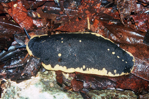 Veronicella sp. Baracoae